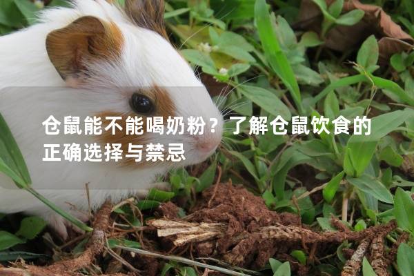 仓鼠能不能喝奶粉？了解仓鼠饮食的正确选择与禁忌