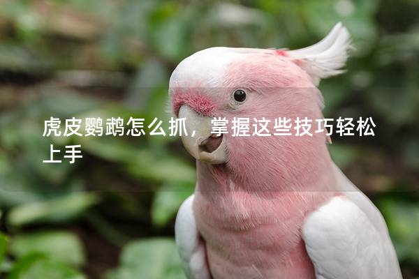 虎皮鹦鹉怎么抓，掌握这些技巧轻松上手