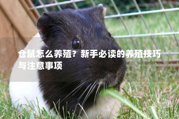 仓鼠怎么养殖？新手必读的养殖技巧与注意事项