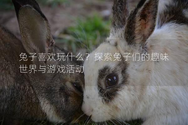 兔子喜欢玩什么？探索兔子们的趣味世界与游戏活动