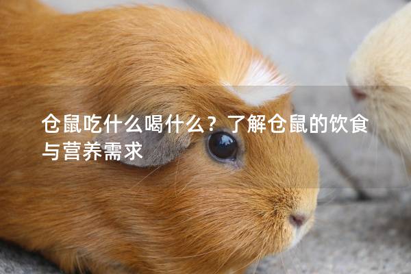 仓鼠吃什么喝什么？了解仓鼠的饮食与营养需求