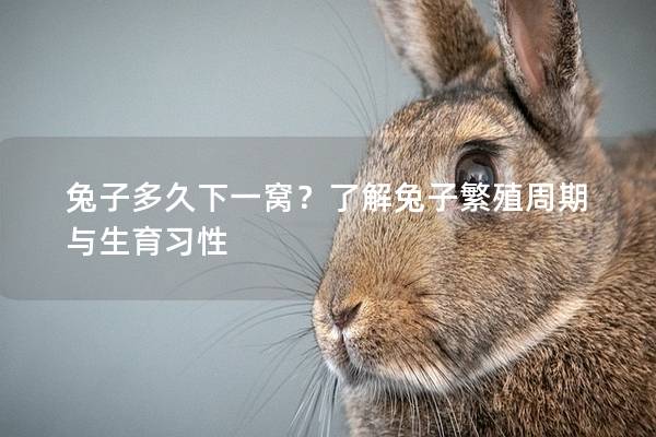兔子多久下一窝？了解兔子繁殖周期与生育习性
