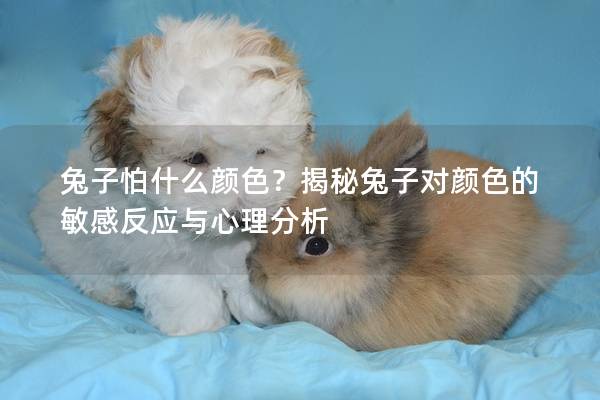 兔子怕什么颜色？揭秘兔子对颜色的敏感反应与心理分析