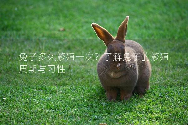 兔子多久繁殖一次？了解兔子的繁殖周期与习性