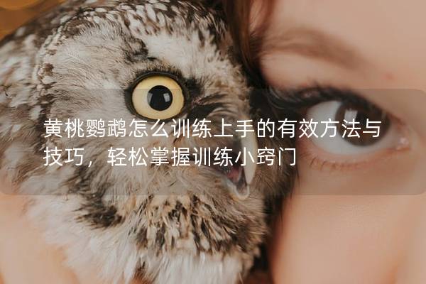 黄桃鹦鹉怎么训练上手的有效方法与技巧，轻松掌握训练小窍门
