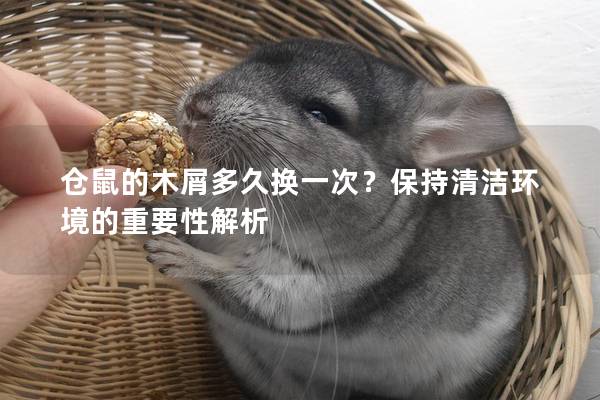 仓鼠的木屑多久换一次？保持清洁环境的重要性解析