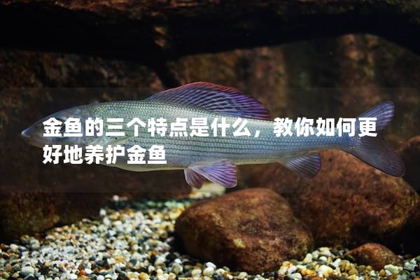 金鱼的三个特点是什么，教你如何更好地养护金鱼