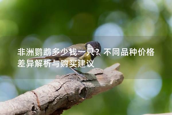 非洲鹦鹉多少钱一只？不同品种价格差异解析与购买建议