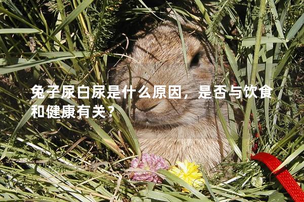 兔子尿白尿是什么原因，是否与饮食和健康有关？
