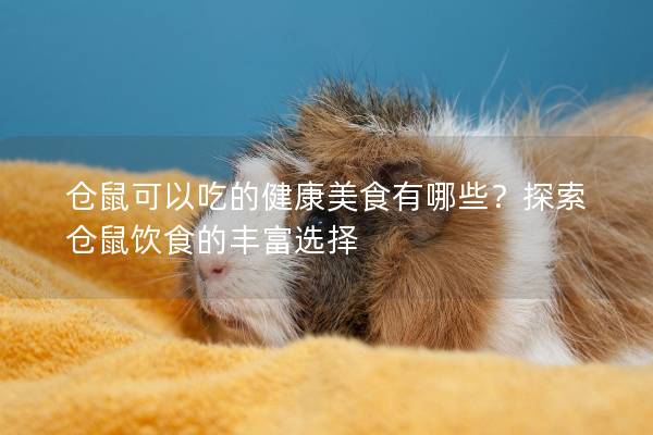 仓鼠可以吃的健康美食有哪些？探索仓鼠饮食的丰富选择