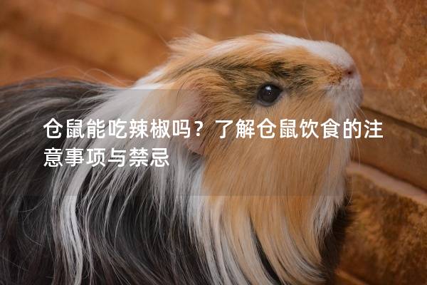 仓鼠能吃辣椒吗？了解仓鼠饮食的注意事项与禁忌