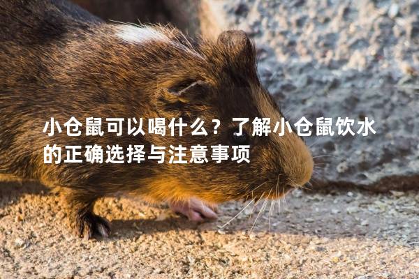 小仓鼠可以喝什么？了解小仓鼠饮水的正确选择与注意事项