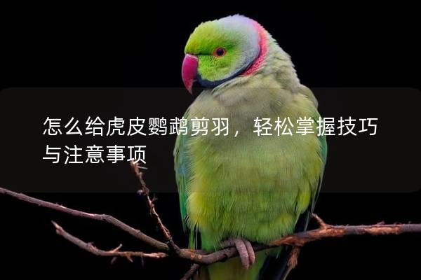 怎么给虎皮鹦鹉剪羽，轻松掌握技巧与注意事项