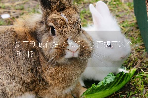 兔子到底有多少条腿，能否揭开这个谜团？