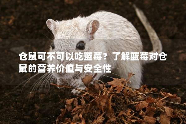 仓鼠可不可以吃蓝莓？了解蓝莓对仓鼠的营养价值与安全性