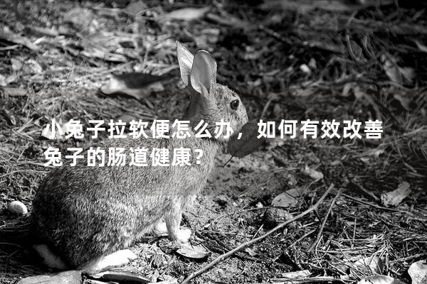 小兔子拉软便怎么办，如何有效改善兔子的肠道健康？