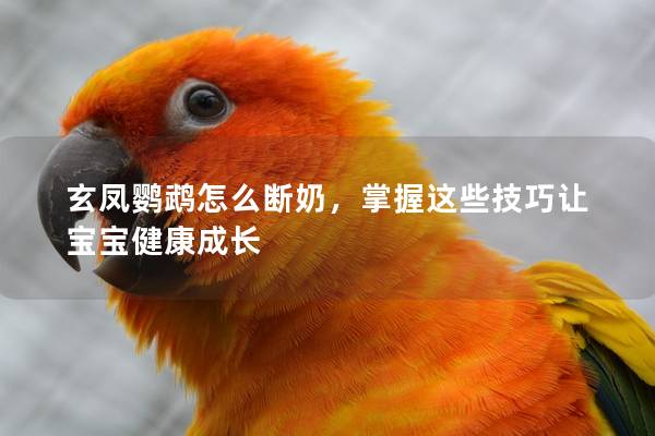 玄凤鹦鹉怎么断奶，掌握这些技巧让宝宝健康成长