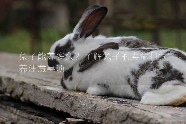 兔子能养多久？了解兔子的寿命和饲养注意事项