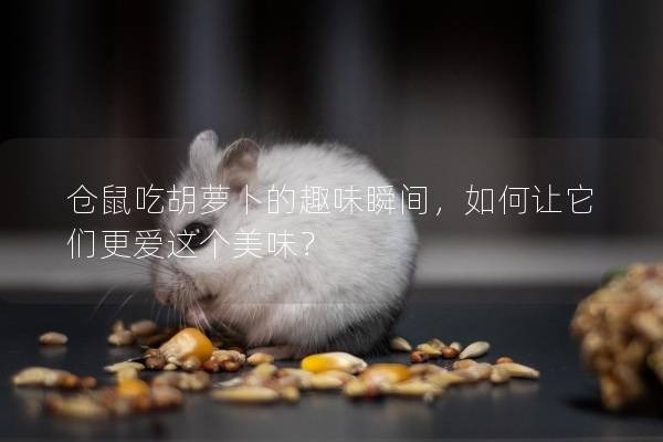 仓鼠吃胡萝卜的趣味瞬间，如何让它们更爱这个美味？