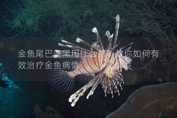 金鱼尾巴变黑用什么药？教你如何有效治疗金鱼病情
