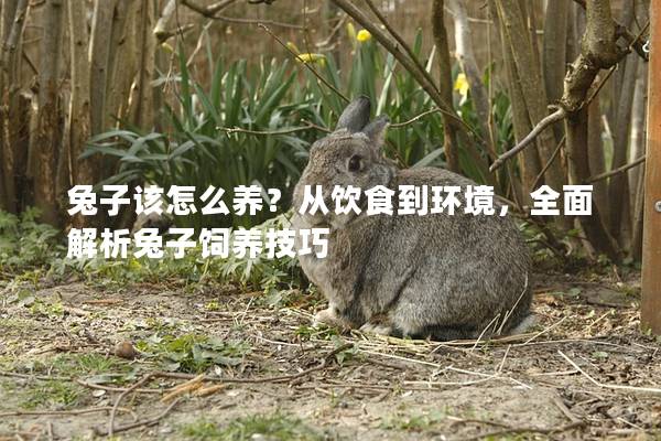 兔子该怎么养？从饮食到环境，全面解析兔子饲养技巧