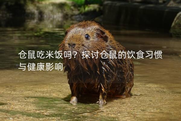 仓鼠吃米饭吗？探讨仓鼠的饮食习惯与健康影响