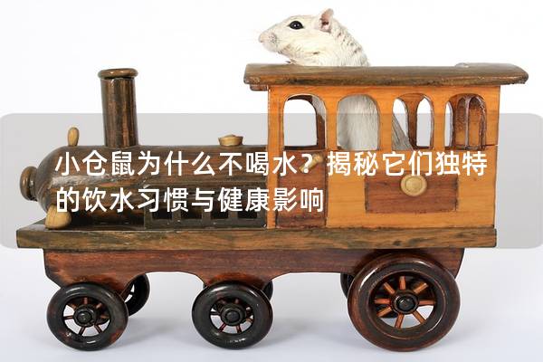 小仓鼠为什么不喝水？揭秘它们独特的饮水习惯与健康影响