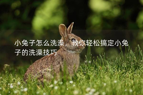 小兔子怎么洗澡，教你轻松搞定小兔子的洗澡技巧