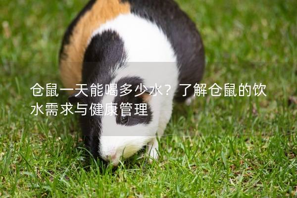 仓鼠一天能喝多少水？了解仓鼠的饮水需求与健康管理