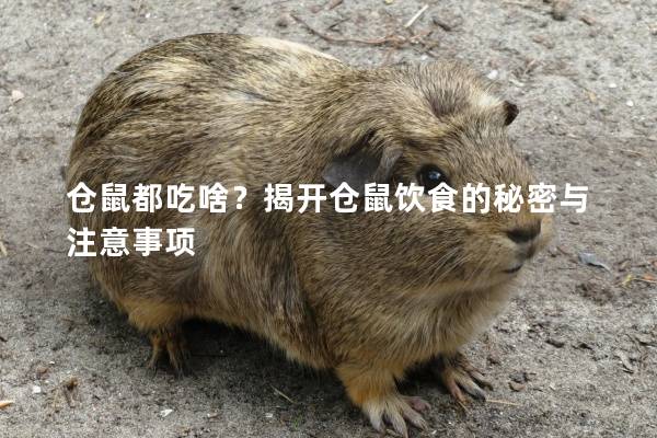 仓鼠都吃啥？揭开仓鼠饮食的秘密与注意事项