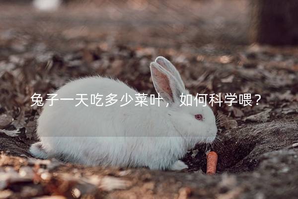 兔子一天吃多少菜叶，如何科学喂？