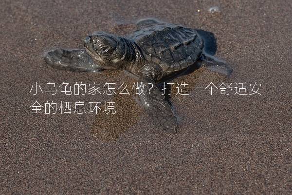 小乌龟的家怎么做？打造一个舒适安全的栖息环境