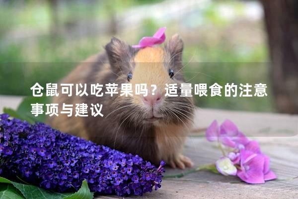 仓鼠可以吃苹果吗？适量喂食的注意事项与建议