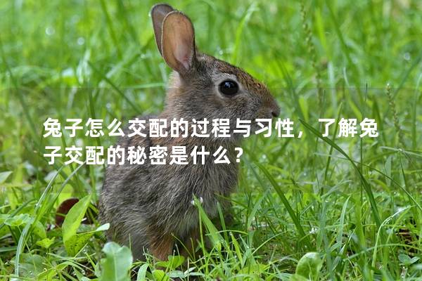 兔子怎么交配的过程与习性，了解兔子交配的秘密是什么？