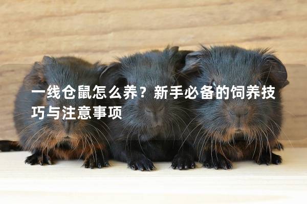 一线仓鼠怎么养？新手必备的饲养技巧与注意事项