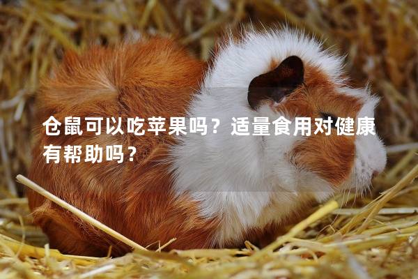 仓鼠可以吃苹果吗？适量食用对健康有帮助吗？