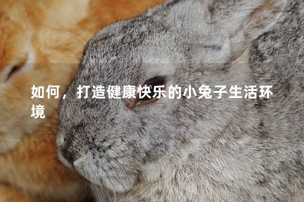 如何，打造健康快乐的小兔子生活环境