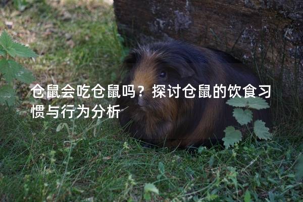 仓鼠会吃仓鼠吗？探讨仓鼠的饮食习惯与行为分析