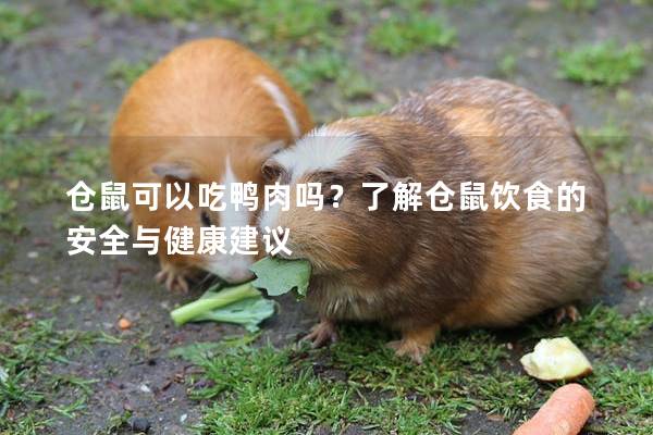 仓鼠可以吃鸭肉吗？了解仓鼠饮食的安全与健康建议