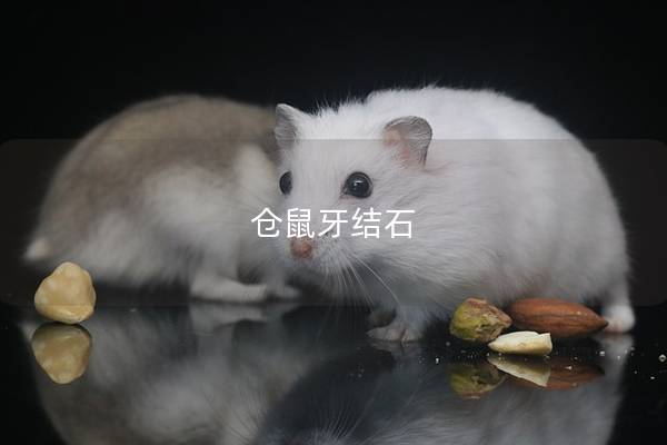 仓鼠牙结石