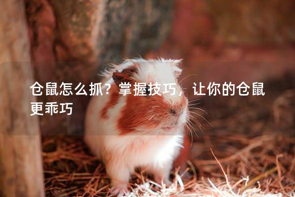 仓鼠怎么抓？掌握技巧，让你的仓鼠更乖巧
