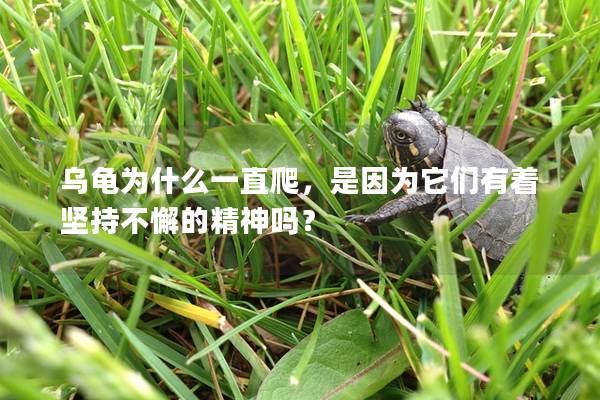 乌龟为什么一直爬，是因为它们有着坚持不懈的精神吗？