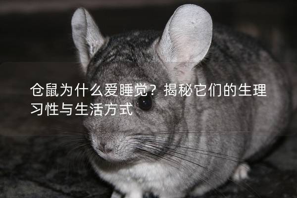仓鼠为什么爱睡觉？揭秘它们的生理习性与生活方式