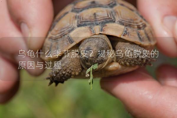乌龟什么季节脱皮？揭秘乌龟脱皮的原因与过程