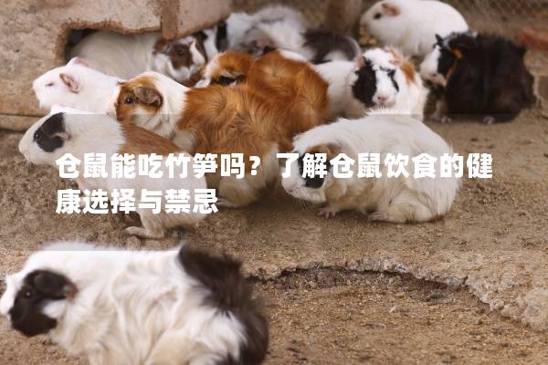 仓鼠能吃竹笋吗？了解仓鼠饮食的健康选择与禁忌