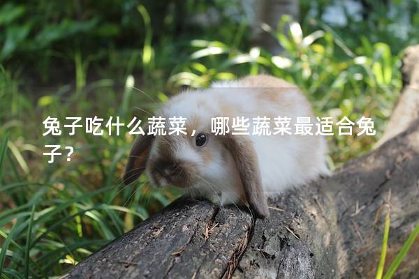 兔子吃什么蔬菜，哪些蔬菜最适合兔子？