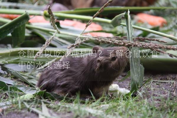仓鼠可以吃沙糖桔吗？了解仓鼠饮食中的水果选择
