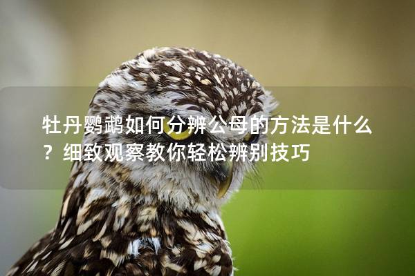 牡丹鹦鹉如何分辨公母的方法是什么？细致观察教你轻松辨别技巧