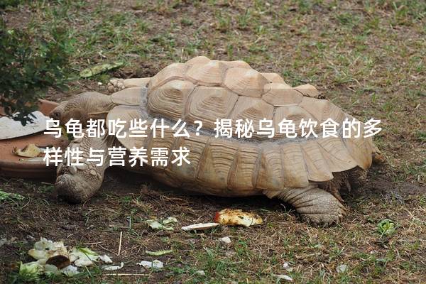 乌龟都吃些什么？揭秘乌龟饮食的多样性与营养需求