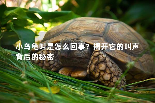 小乌龟叫是怎么回事？揭开它的叫声背后的秘密